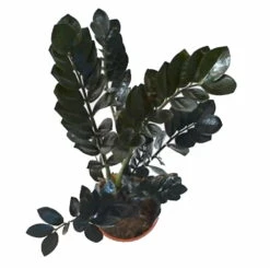 Rare Black Raven ZZ Plant - Zamioculcas Zamiifolia - 6" Pot - Collector's -HIRTS Sales apivwizfa 68367.1640122347