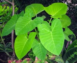 Lime Zinger Elephant Ear Plant - Xanthosoma - Indoors Or Out - 6" Pot -HIRTS Sales apiw9bc2e 00248.1592333330