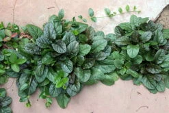 Bronze Beauty Ajuga 48 Plants - Carpet Bugle - Very Hardy -1 3/4" Pots -HIRTS Sales apiwaijb1 69694.1592323096