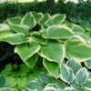 Victory Hosta - Hosta Of The Year For 2015 - Quart Pot -HIRTS Sales apiwbtz2y 81341.1592324083