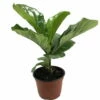 Hirt's Fiddleleaf Fig Tree - Ficus - Great Indoor Tree - Easy - 6" Pot -HIRTS Sales apiwdxah9 85136.1592317425