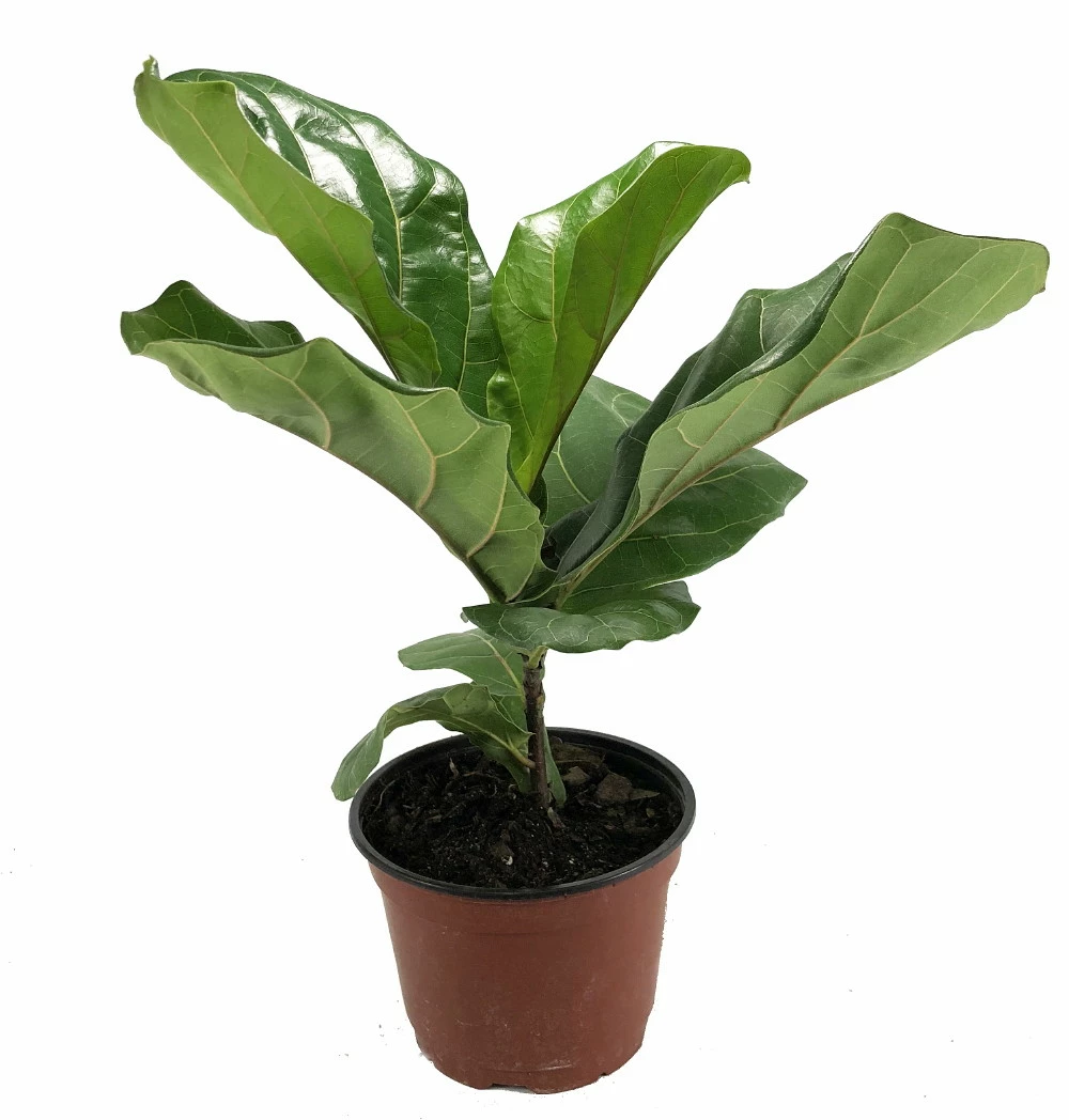 Hirt's Fiddleleaf Fig Tree - Ficus - Great Indoor Tree - Easy - 6" Pot 3 Hirt's Fiddleleaf Fig Tree - Ficus - Great Indoor Tree - Easy - 6" Pot