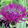 Amethyst Dream Mountain Bluet - Centaurea Montana - Quart Pot 2 Amethyst Dream Mountain Bluet - Centaurea Montana - Quart Pot -HIRTS Sales apiwewcbo 07791.1592323241
