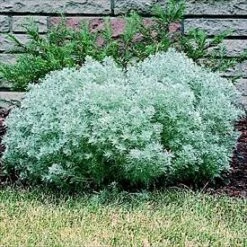 Silver Mound Perennial Plant - Artemisia - Sun/Easy - Live Plant - Quart Pot -HIRTS Sales apiwgo5vg 49600.1592325969