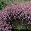 Pink Creeping Babies Breath Plant - Gypsophila Repens Rosea - Quart Pot -HIRTS Sales apiwh7ruj 30099.1592332838