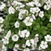 Babies Breath Mouse Ear - Gypsophila Cerastioides - Quart Pot -HIRTS Sales apiwin9on 21080.1592334537