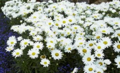 Daisy May® Shasta Daisy - Leucanthemum - Live Plant - Poven Winners -Gallon Pot -HIRTS Sales apiwk1d7y 05258.1592318719