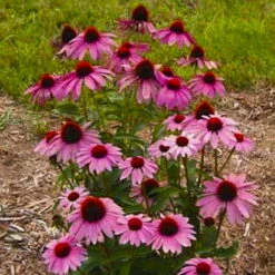 Prairie Splendor Coneflower - Echinacea - Quart Pot -HIRTS Sales apiwl4idu 35142.1592324095
