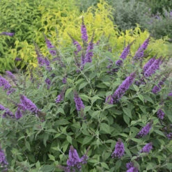 Humdinger® Orchid Annie Butterfly Bush - Buddleia - Compact - Gallon Pot -HIRTS Sales apiwm0wrx 61010.1592318205