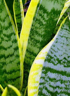 Futura Snake Plant, Mother-In-Law's Tongue, Barbershop Plant-Sanseveria - 6" Pot -HIRTS Sales apiwnfxuh 92218.1592325704