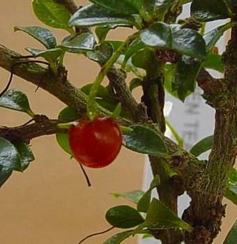 Fukien Tea Bonsai Tree - Carmona - 4" Pot - Indoor Houseplant 4 Fukien Tea Bonsai Tree - Carmona - 4" Pot - Indoor Houseplant - Image 2