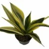 La Rubia Snake Plant - Sansevieria - 6" Pot - Collector's Series -HIRTS Sales apiwo0g83 75286.1632171095