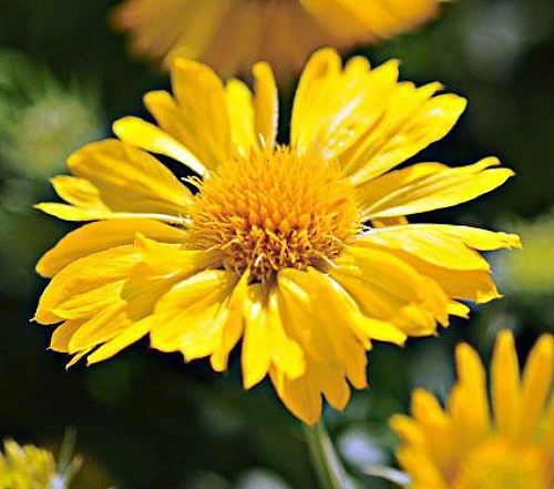 Mesa™ Yellow Blanket Flower - Gaillardia - 2010 AAS Winner - Quart Pot 3 Mesa™ Yellow Blanket Flower - Gaillardia - 2010 AAS Winner - Quart Pot