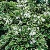 So Sweet Hosta - Hosta Of The Year 1996 - Quart Pot -HIRTS Sales apiwzfozd 35843.1592324092