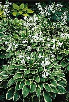 So Sweet Hosta - Hosta Of The Year 1996 - Quart Pot