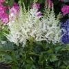 Visions In White Astilbe - Shade Perennial - Quart Pot -HIRTS Sales apiwzyhqk 14194.1592333332