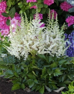 Visions In White Astilbe - Shade Perennial - Quart Pot