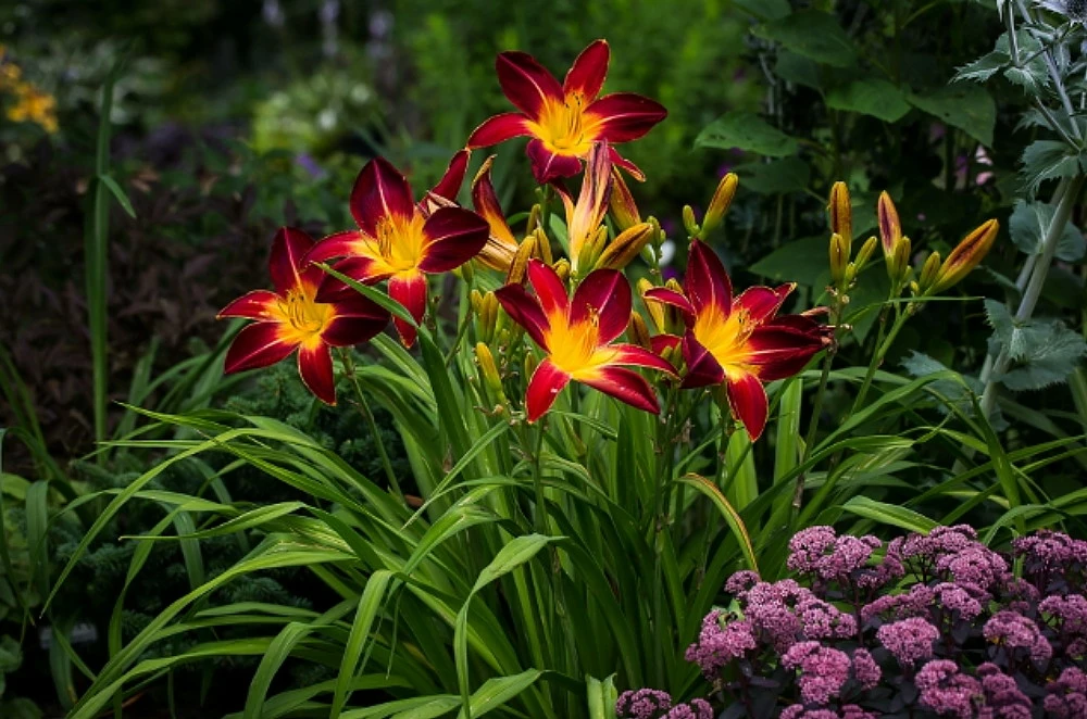 Rainbow Rhythm® Storm Shelter Daylily - Hemerocallis - Gallon Pot -Proven Winners 4 Rainbow Rhythm® Storm Shelter Daylily - Hemerocallis - Gallon Pot -Proven Winners - Image 2