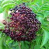 Bob Gordon Elderberry Perennial Shrub - Sambucus - 3.25" Pot -HIRTS Sales apix8cxqd 94312.1592323343