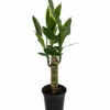 Moonlight Dragon Tree - Dracaena - 4" Pot - Easy To Grow House Plant -HIRTS Sales apix9h2bu 28662.1592330605