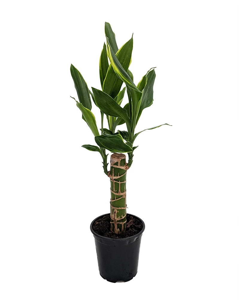 Moonlight Dragon Tree - Dracaena - 4" Pot - Easy To Grow House Plant 3 Moonlight Dragon Tree - Dracaena - 4" Pot - Easy To Grow House Plant