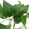 Jade Devil's Ivy - Pothos - Epipremnum - 6" Pot -HIRTS Sales apixel1zx 95457.1592325469