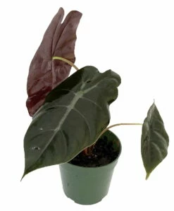 Chantrieri African Mask Plant - Alocasia - Houseplant - 4" Pot