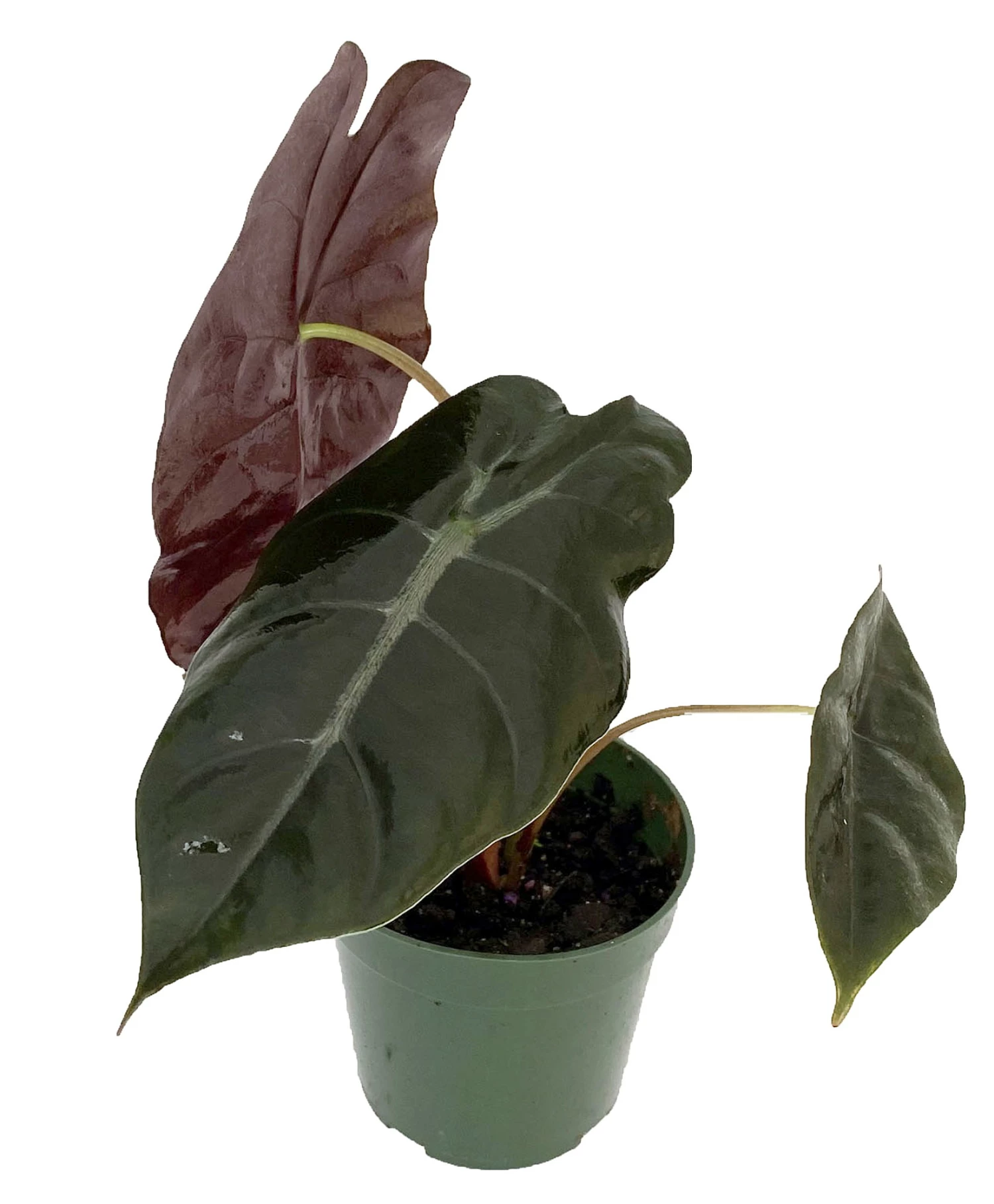 Chantrieri African Mask Plant - Alocasia - Houseplant - 4" Pot 3 Chantrieri African Mask Plant - Alocasia - Houseplant - 4" Pot