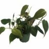 Rare Velvet Leaf Bronze Micans Vine - Philodendron - 4" Pot - Collector's Series -HIRTS Sales apixjen8z 82655.1592323325