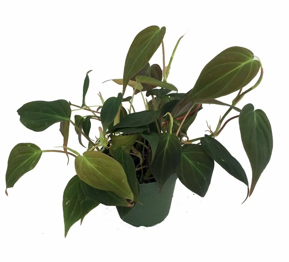 Rare Velvet Leaf Bronze Micans Vine - Philodendron - 4" Pot - Collector's Series 3 Rare Velvet Leaf Bronze Micans Vine - Philodendron - 4" Pot - Collector's Series