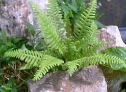 Japanese Beech Hardy Fern - Thelypteris Decursive-pinnata - Quart Pot -HIRTS Sales apixl1kum 77130.1592324619