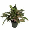 Sparkling Sarah Chinese Evergreen Plant - Aglaonema - Grows In Dim Light -6" Pot -HIRTS Sales apiy2pirj 91170.1633087623