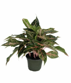 Sparkling Sarah Chinese Evergreen Plant - Aglaonema - Grows In Dim Light -6" Pot