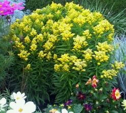 Little Lemon Goldenrod Perennial - Solidago - Quart Pot -HIRTS Sales apiy7iono 58069.1592328395