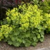 Thriller Ladys Mantle Perennial - Alchemilla - Live Plant - Quart Pot 2 Thriller Ladys Mantle Perennial - Alchemilla - Live Plant - Quart Pot -HIRTS Sales apiyaq1io 51907.1592318762