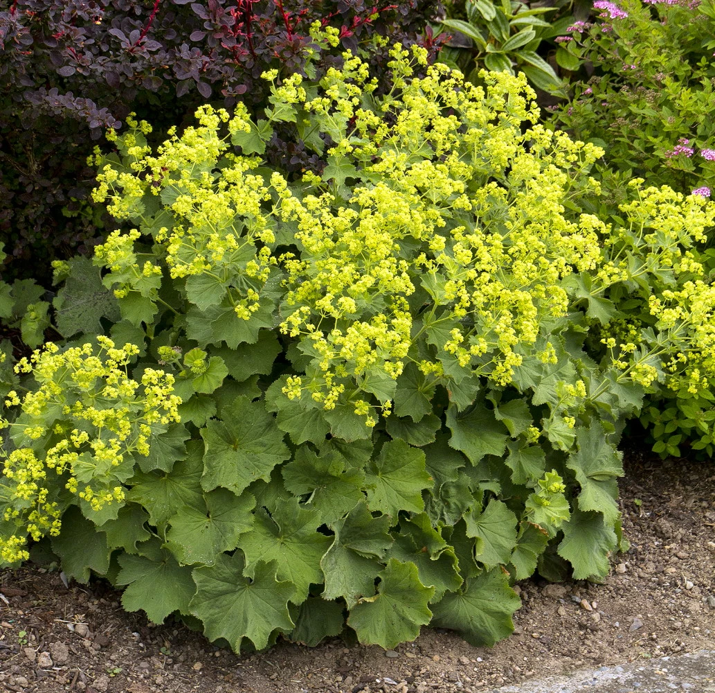 Thriller Ladys Mantle Perennial - Alchemilla - Live Plant - Quart Pot 3 Thriller Ladys Mantle Perennial - Alchemilla - Live Plant - Quart Pot