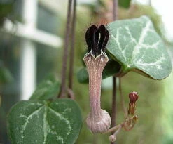 Pearl Moon Rosary Vine - Ceropegia Woodii Pretty Pk- String Of Hearts - 2.5" Pot -HIRTS Sales apiybevfn 80212.1643411712