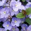 Waterperry Blue Veronica - Creeping Speedwell - Quart Pot -HIRTS Sales apiyefu9v 99811.1592324041