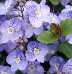 Waterperry Blue Veronica - Creeping Speedwell - Quart Pot