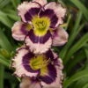 Rainbow Rhythm® Sound Of My Heart Daylily-Hemerocallis-Proven Winners-Gallon Pot -HIRTS Sales apiyfpxxt 10218.1592323210
