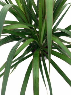 Madagascar Dragon Tree - Dracaena Marginata - 6" Pot - Easy To Grow House Plant -HIRTS Sales apiympueg 71315.1592332114