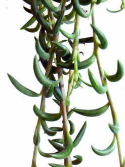 String Of Bananas - Senecio Radicans - 4" Mini Hanging Basket -HIRTS Sales apiypvewr 19855.1592316436