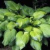 Guacamole Hosta - Hosta Of The Year 2002 - Live Plant - Quart Pot -HIRTS Sales apiyxpdoc 64525.1592325667