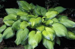 Guacamole Hosta - Hosta Of The Year 2002 - Live Plant - Quart Pot