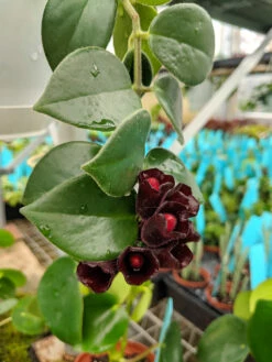 Lipstick Plant - Mini 4" Hanging Pot - Aeschynanthus - Easy To Grow House Plant 6 Lipstick Plant - Mini 4" Hanging Pot - Aeschynanthus - Easy To Grow House Plant -HIRTS Sales apiz0md6h 36200.1592317409