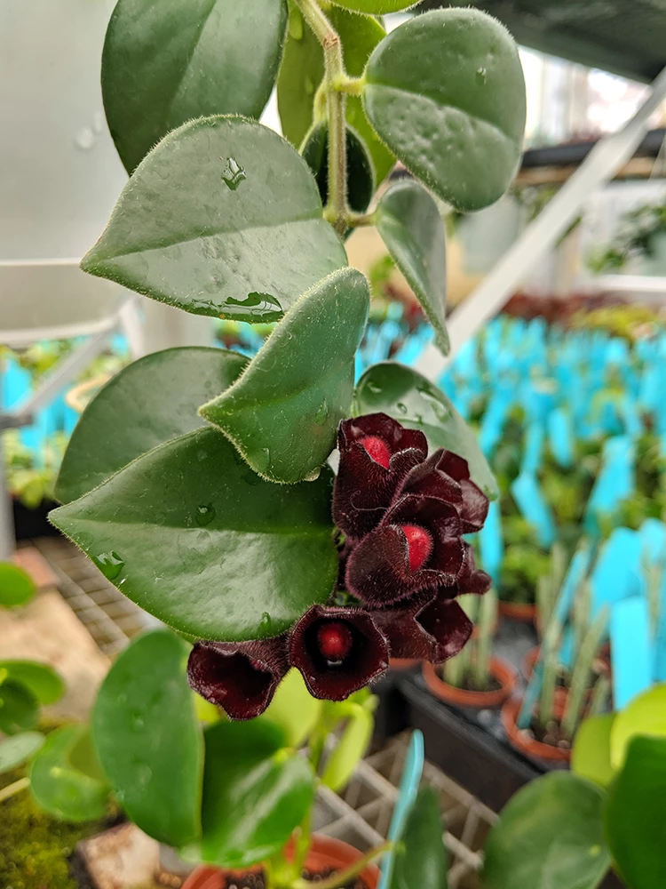 Lipstick Plant - Mini 4" Hanging Pot - Aeschynanthus - Easy To Grow House Plant 4 Lipstick Plant - Mini 4" Hanging Pot - Aeschynanthus - Easy To Grow House Plant - Image 2