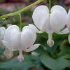 White Bleeding Hearts - Dicentra Alba - Great In Shade - Gallon Pot -HIRTS Sales apiz59auo 93649.1592330789