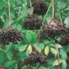 Johns Elderberry Perennial Shrub - Sambucus - Native - 3.25" Pot -HIRTS Sales apiz7gdju 36098.1592329617