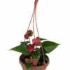 Red Heart Anthurium Plant - 6" Hanging Basket - Easy Blooming House Plant -HIRTS Sales apizagizj 25856.1614909710