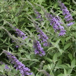 Humdinger® Lavender Cupcake Butterfly Bush - Buddleia - Compact - Gallon Pot -HIRTS Sales apizilzuh 27199.1592318271